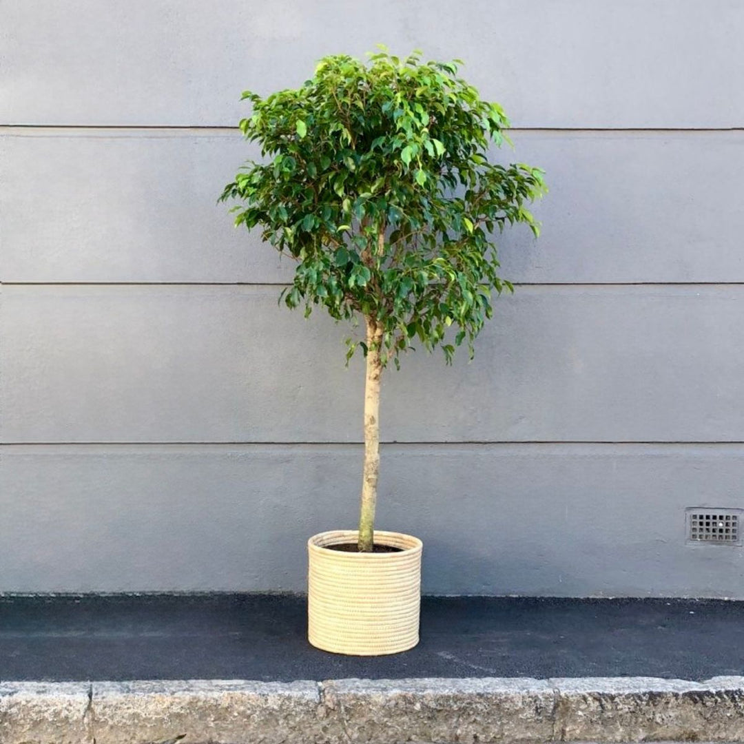 Weeping Fig - Extra Large Lollipop