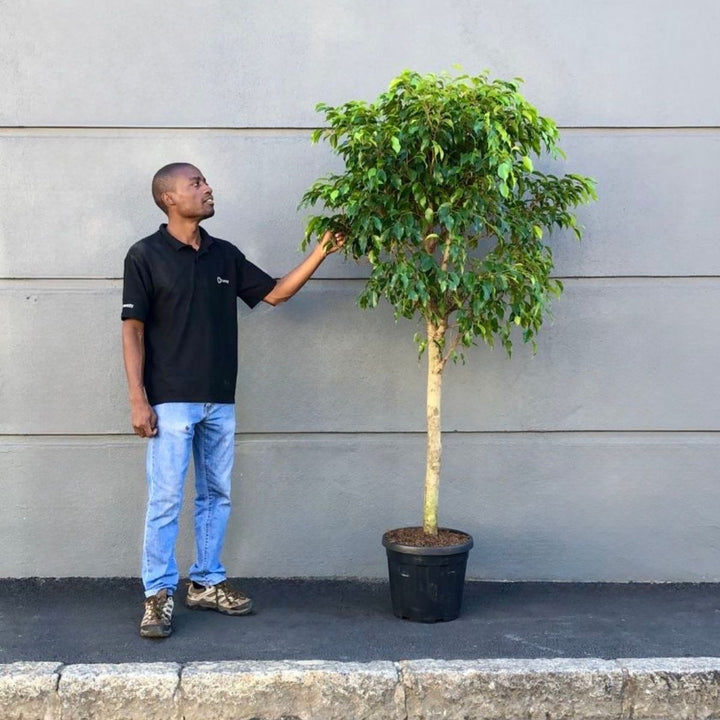 Weeping Fig - Extra Large Lollipop