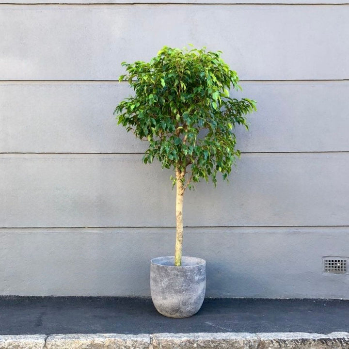 Weeping Fig - Extra Large Lollipop