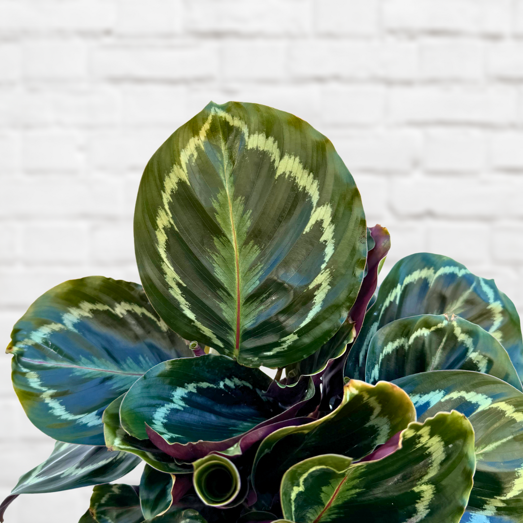 Calathea Medallion