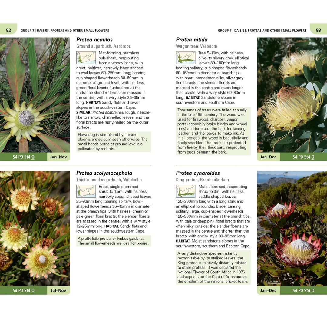 Floral identification guide with images and descriptions of Protea species.