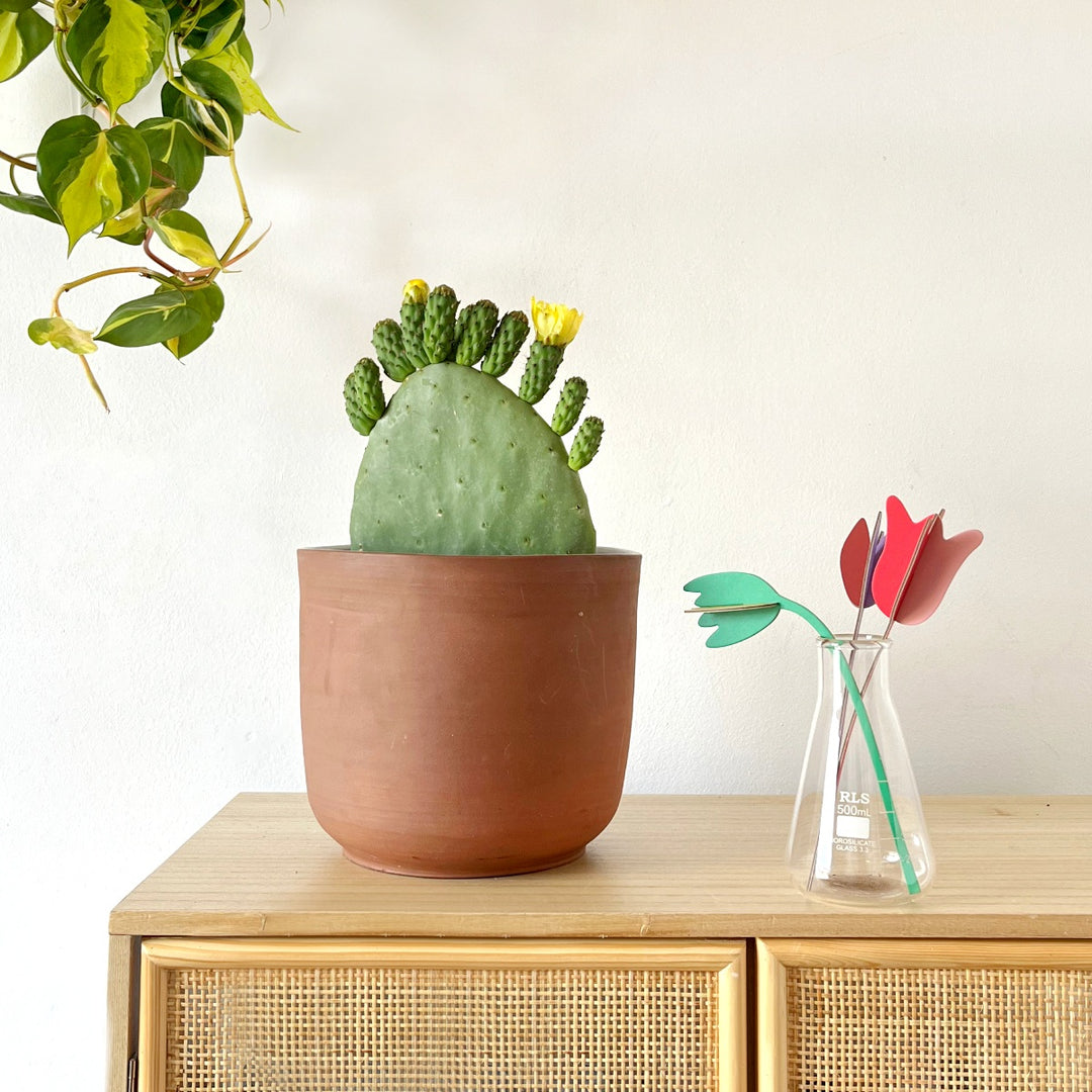 Cactus Pear - Algerian - Shop Online!