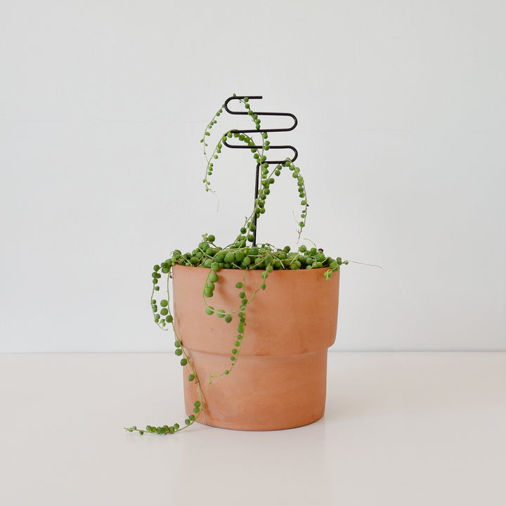 Plant Support - Squiggle - Shop Online!