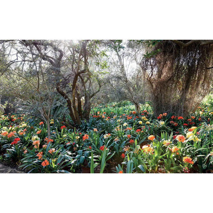 Colorful flower garden with trees in the background south african indigenous Clivia
