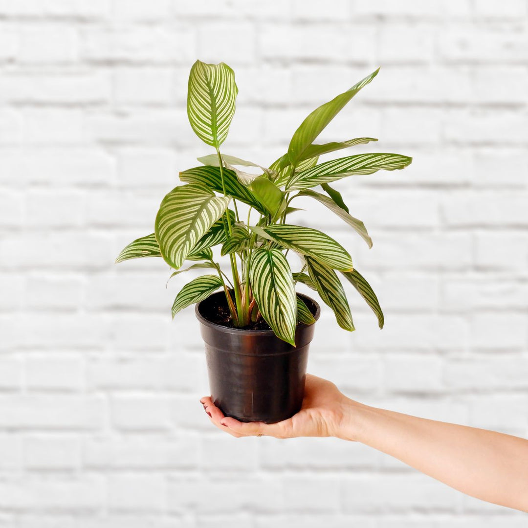 Zebra Calathea - Shop Online!