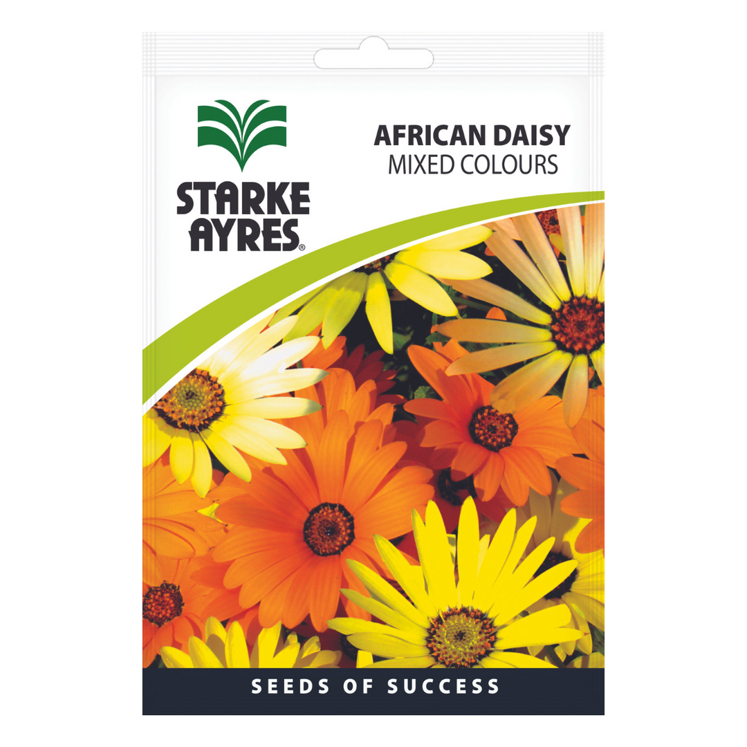 Seeds - African Daisy Mixed Colours - Shop Online!
