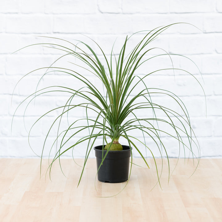 Sprouted Ponytail Palm - Shop Online!
