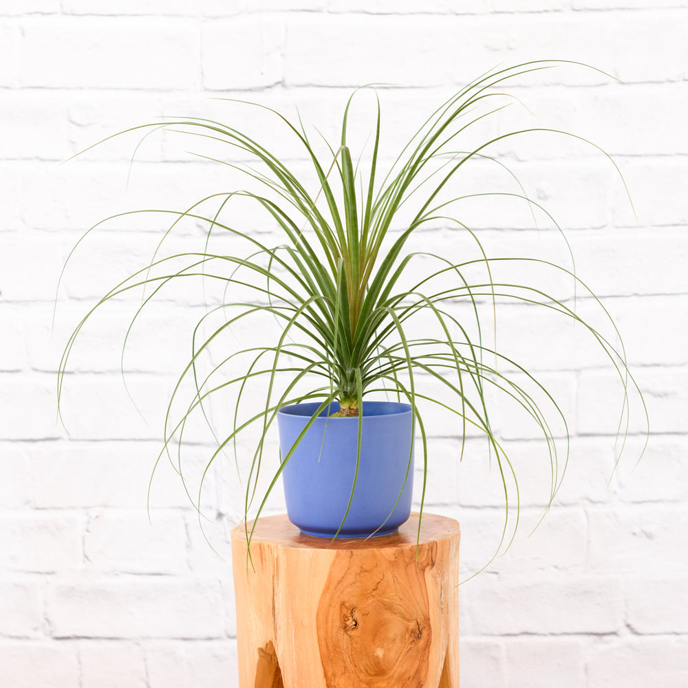 Sprouted Ponytail Palm - Shop Online!