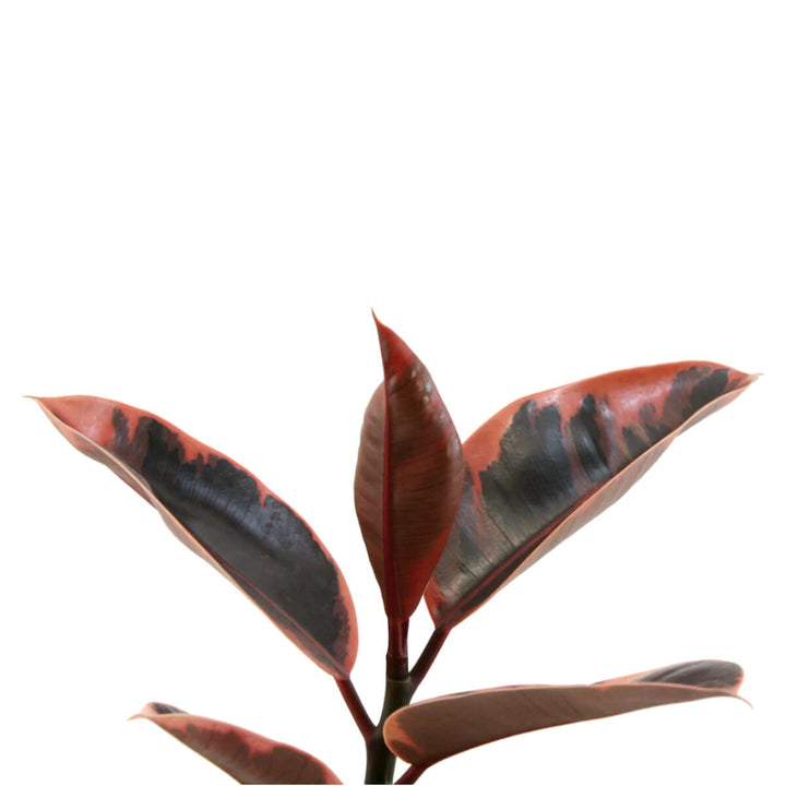 Rubber Tree - Belize - Large with striking red and green variegation and glossy leaves.