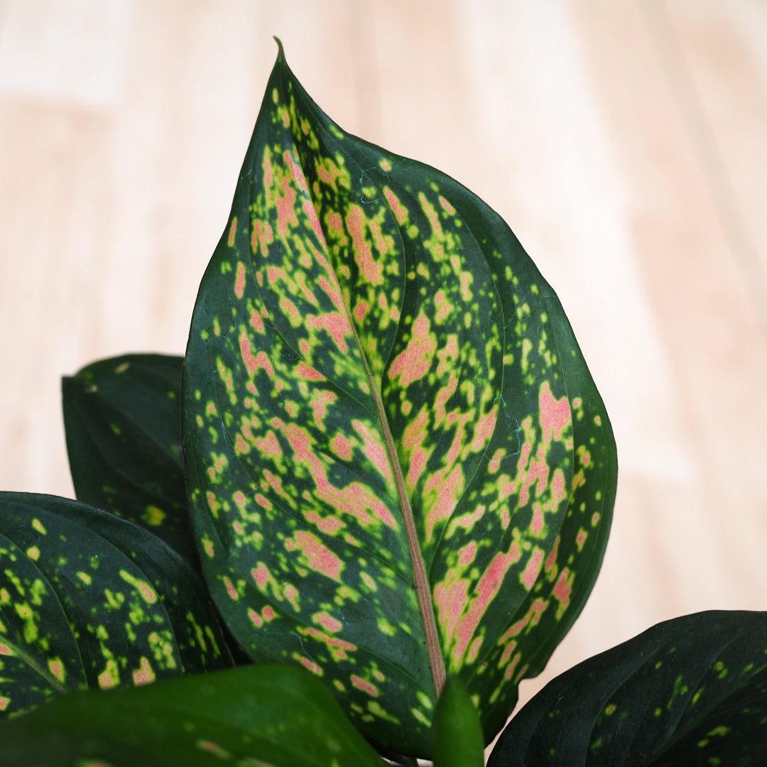 Chinese Evergreen - Lady Valentine - Shop Online!