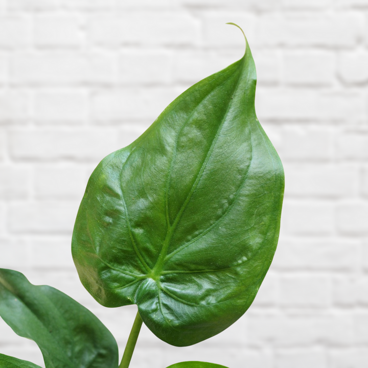 Elephants Ear - Cucullata - Shop Online!