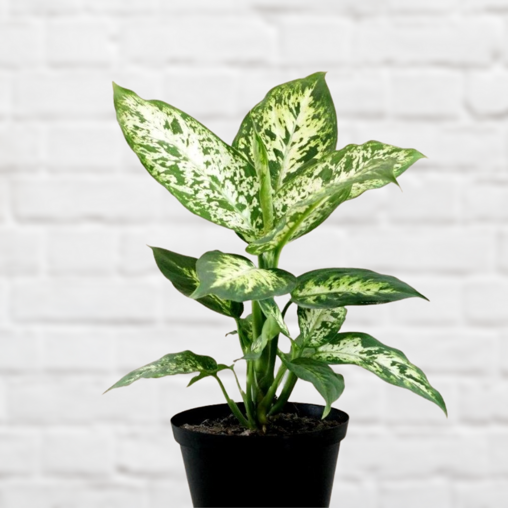 Dieffenbachia - Exotica - Shop Online!