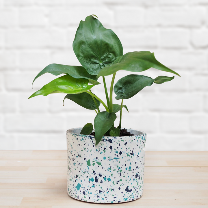 Elephants Ear - Cucullata - Shop Online!