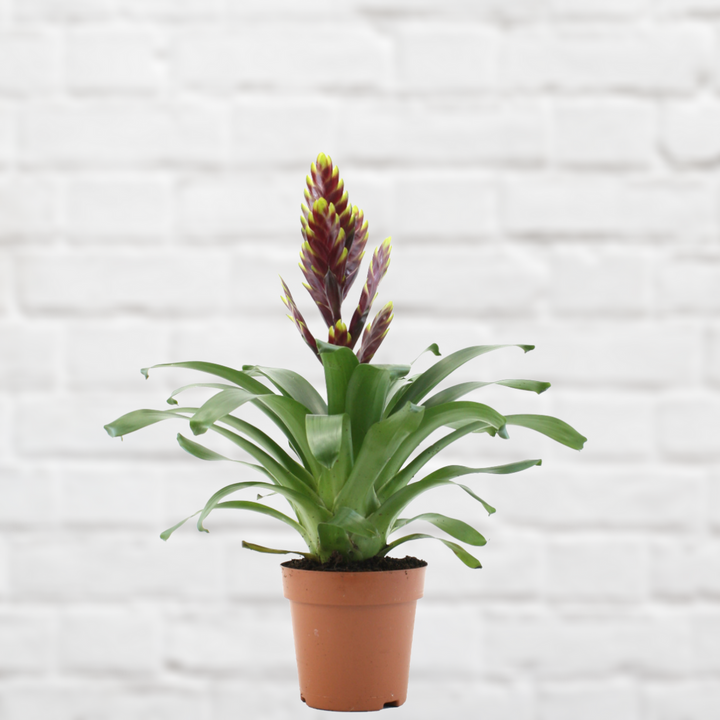 Bromeliad Vriesea - Maroon with Yellow Tips - Shop Online!