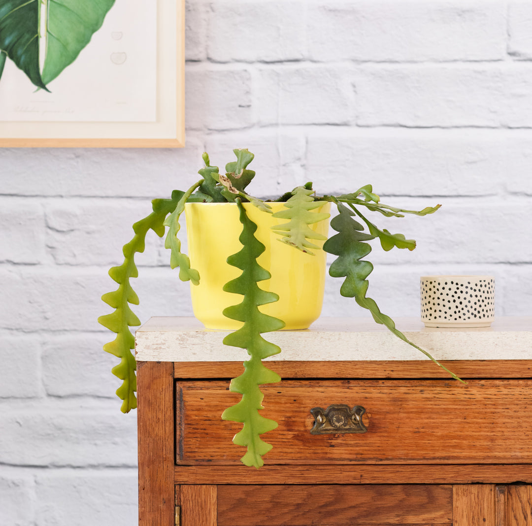 Fishbone Cactus - Shop Online!