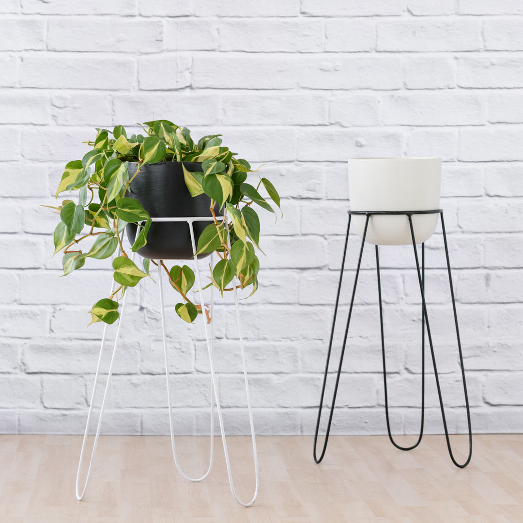 Hairpin Plant Stand - Black - Shop Online!