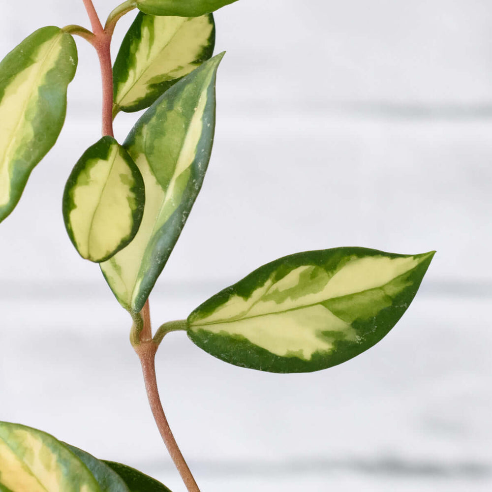 Hoya Carnosa Tricolor - Large leaves showcasing variegation on a plant stem with a light background.