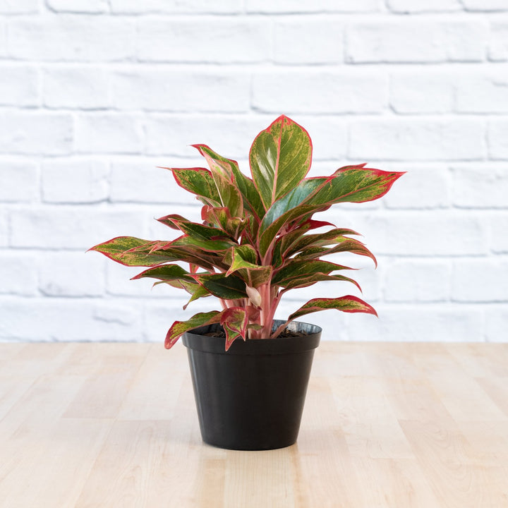 Chinese Evergreen - King of Siam - Shop Online!
