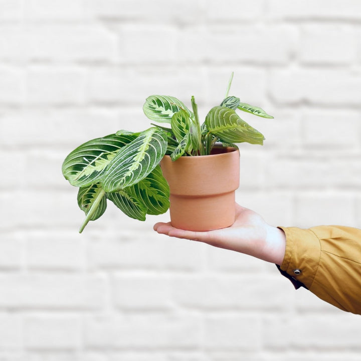 Prayer Plant - Lemon Lime - Shop Online!