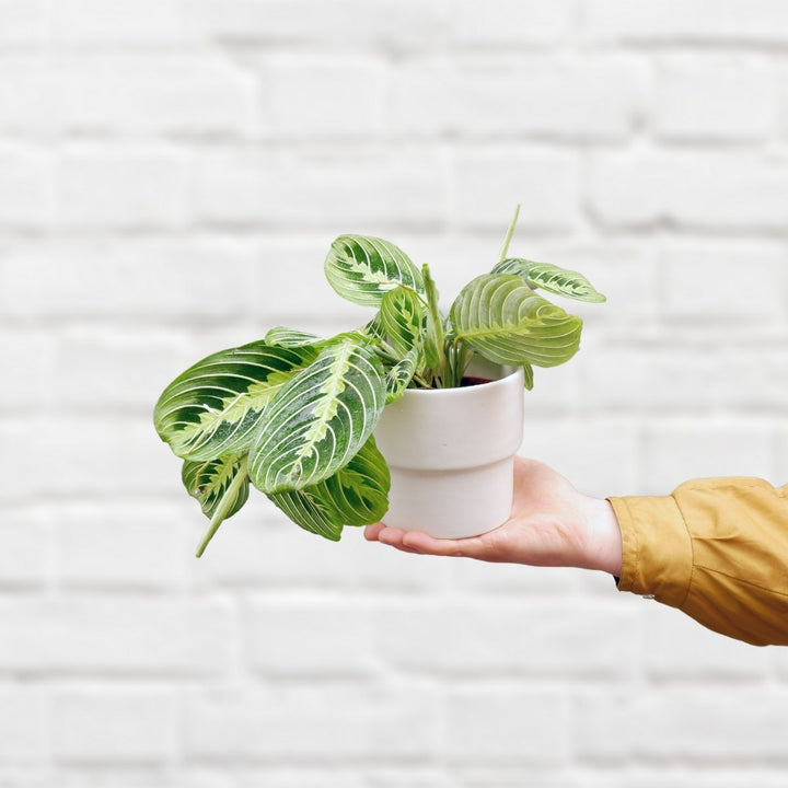 Prayer Plant - Lemon Lime - Shop Online!