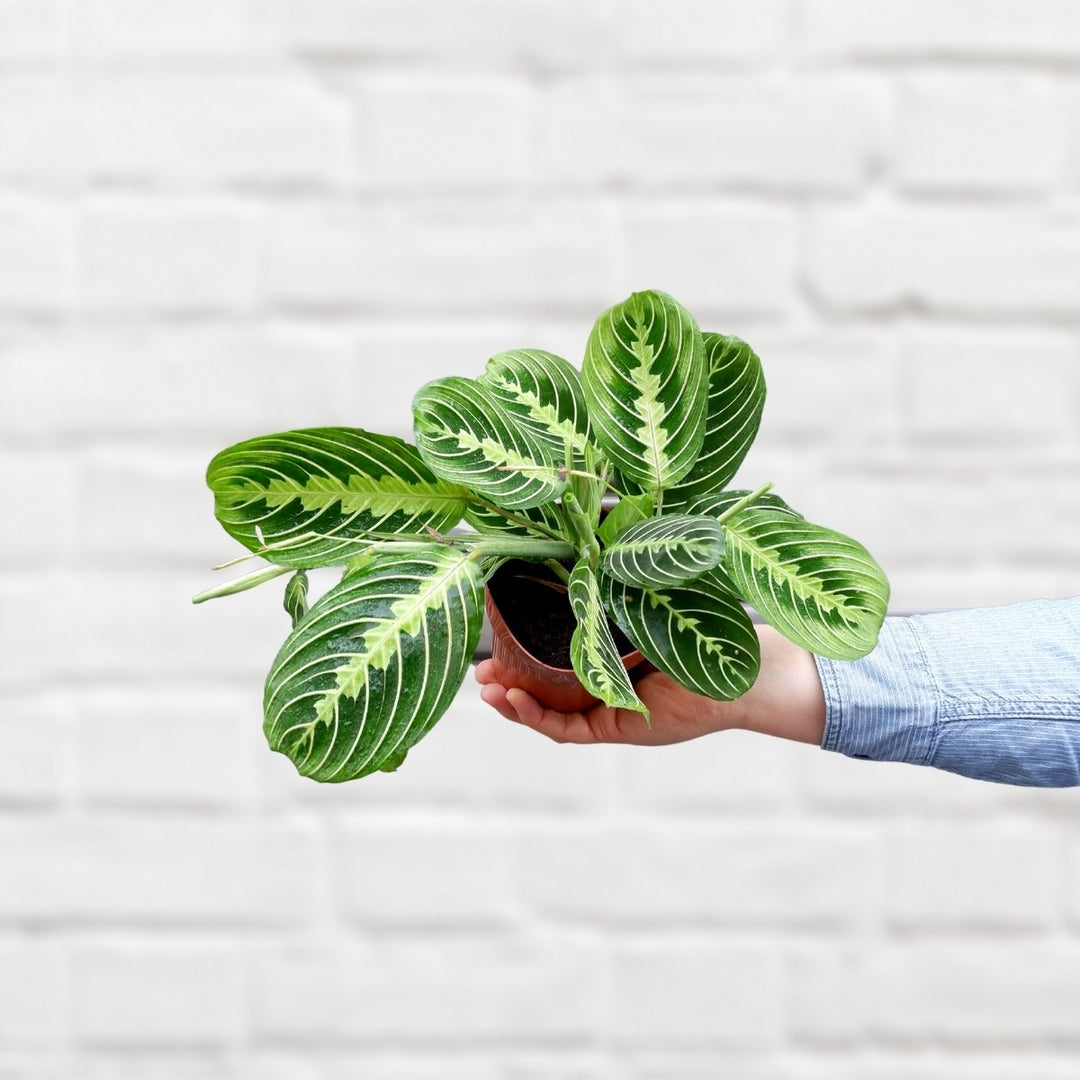 Prayer Plant - Lemon Lime - Shop Online!