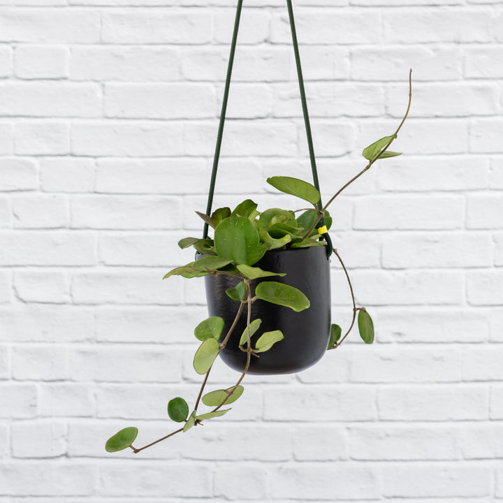 Moon Hanging Planter - Black - Shop Online!