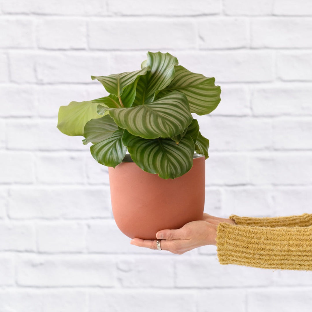 Moon Planter - Terracotta White - Shop Online!