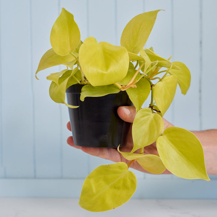 Philodendron Neon - Shop Online!