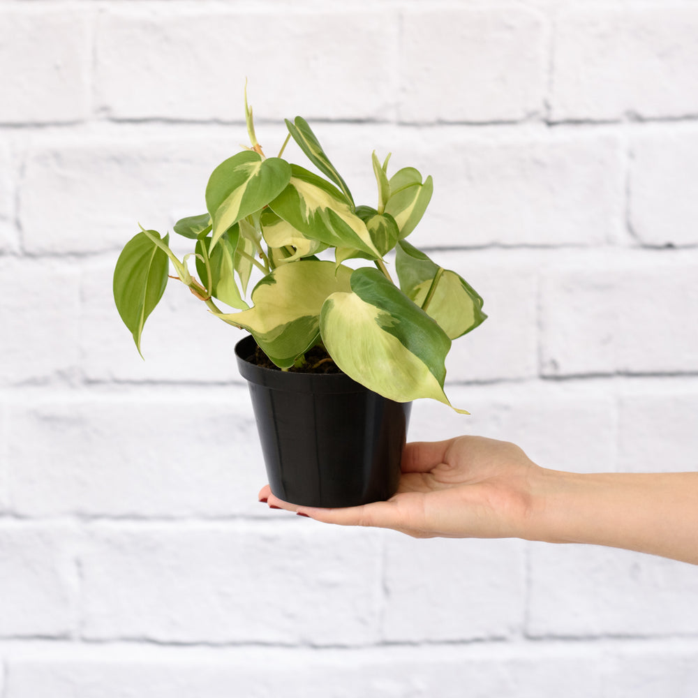 Philodendron Brasil - Shop Online!