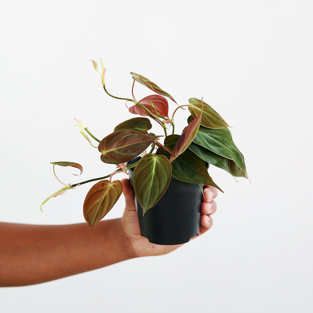 Philodendron - Micans - Shop Online!