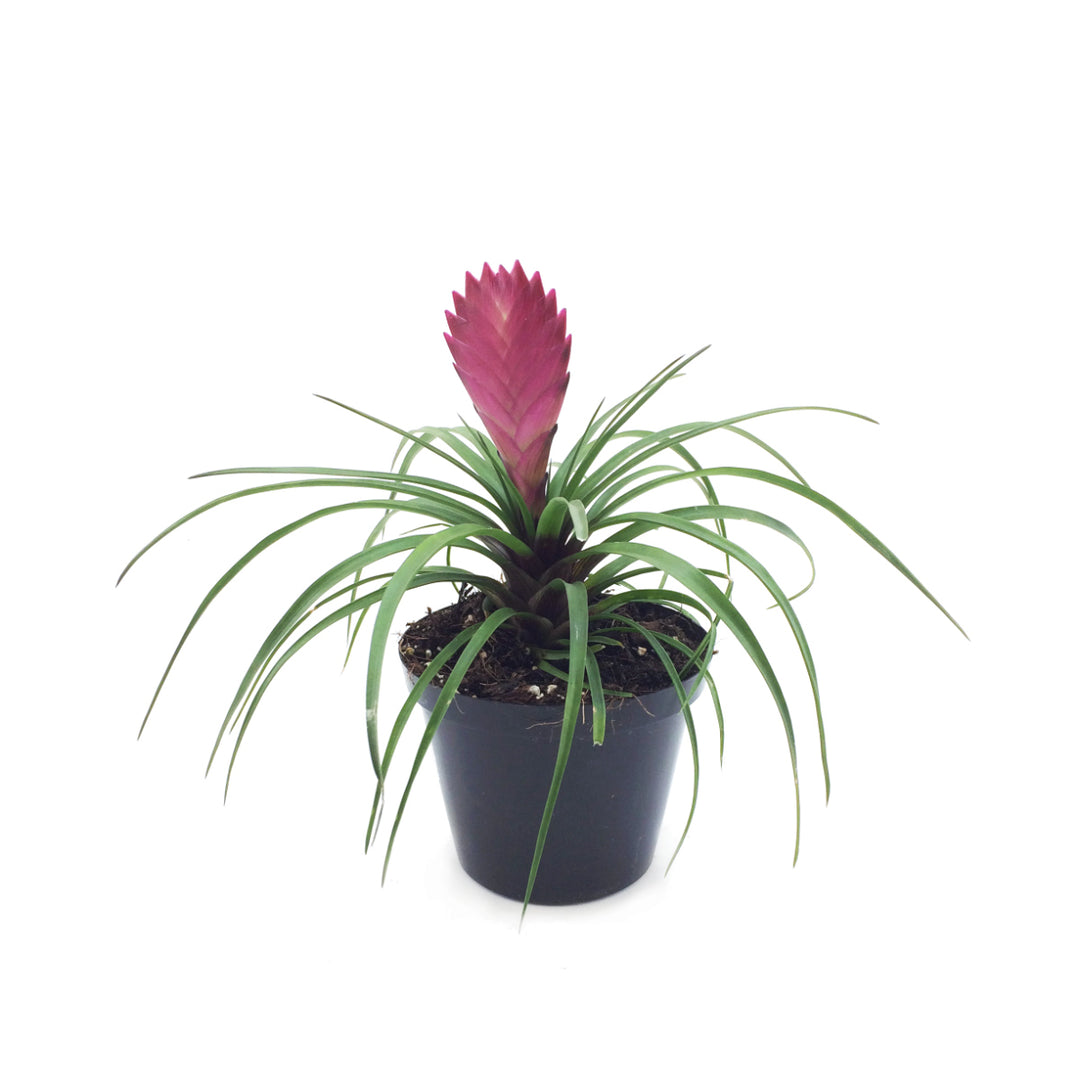 Pink Quill - Shop Online!