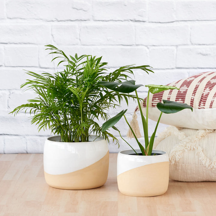 Daxi Planter - Cream - Shop Online!