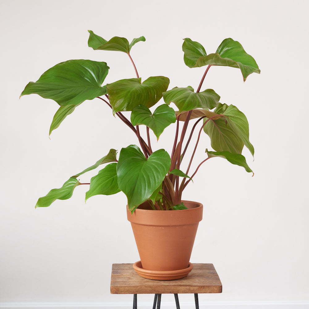 Homalomena Maggy - Shop Online!