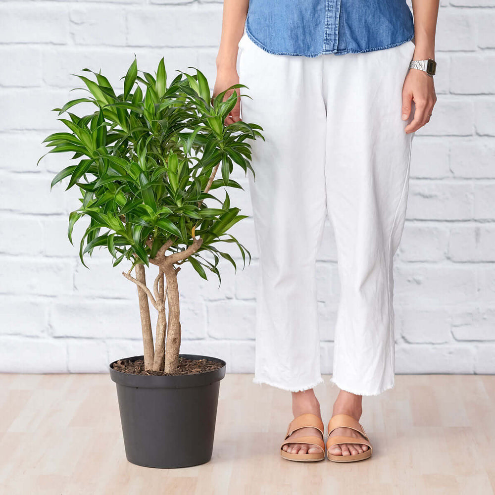 Dragon Tree - Song of Jamaica - Shop Online!