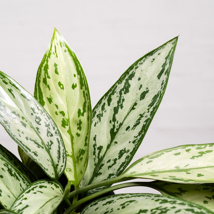 Chinese Evergreen - Silver Queen - Shop Online!