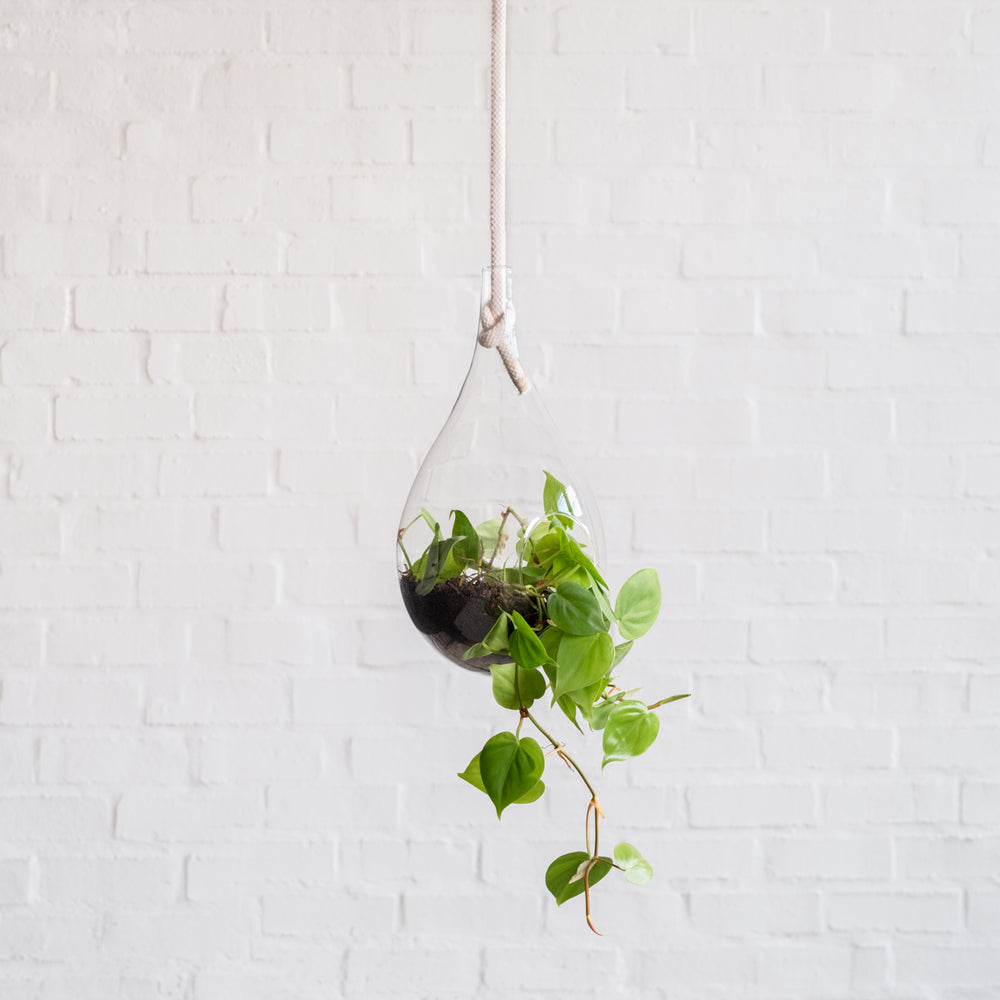 Raindrop Glass Hanging Planter - Shop Online!