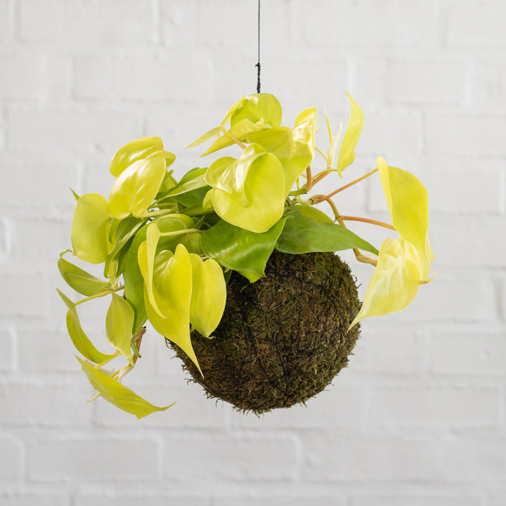 Philodendron Neon Mossball - Shop Online!