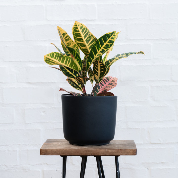 Croton - Shop Online!