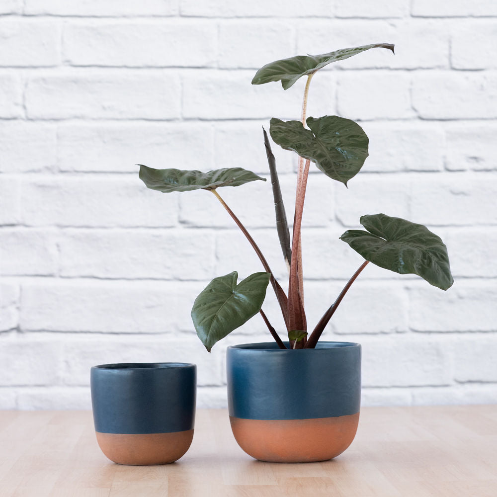 Pluto Planter - Midnight Blue - Shop Online!