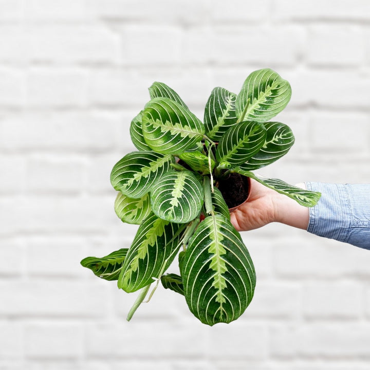 Prayer Plant - Lemon Lime - Shop Online!