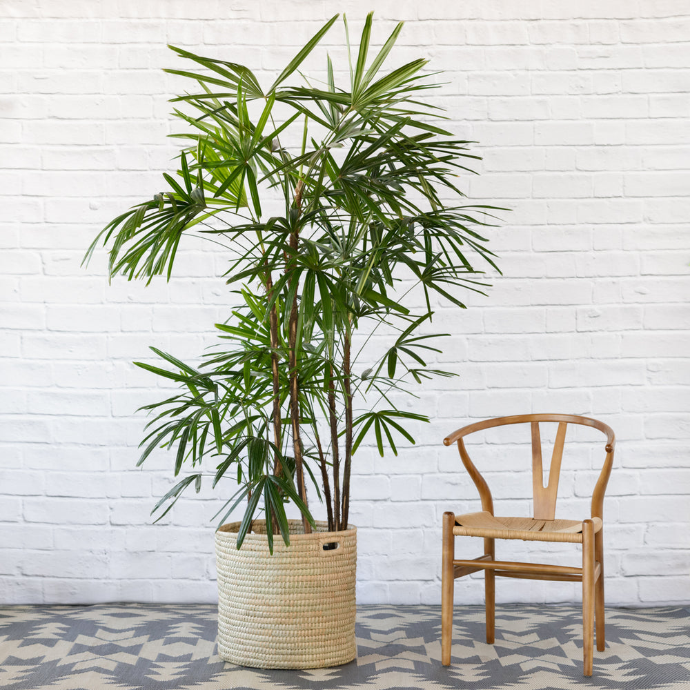 Broadleaf Lady Palm - Extra Large - Shop Online!