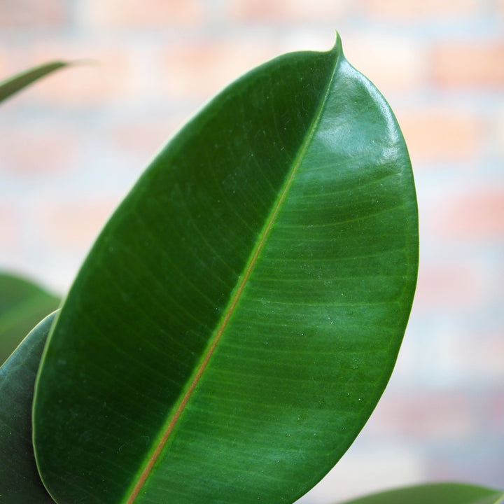 Rubber Tree Robusta - Medium - Shop Online!