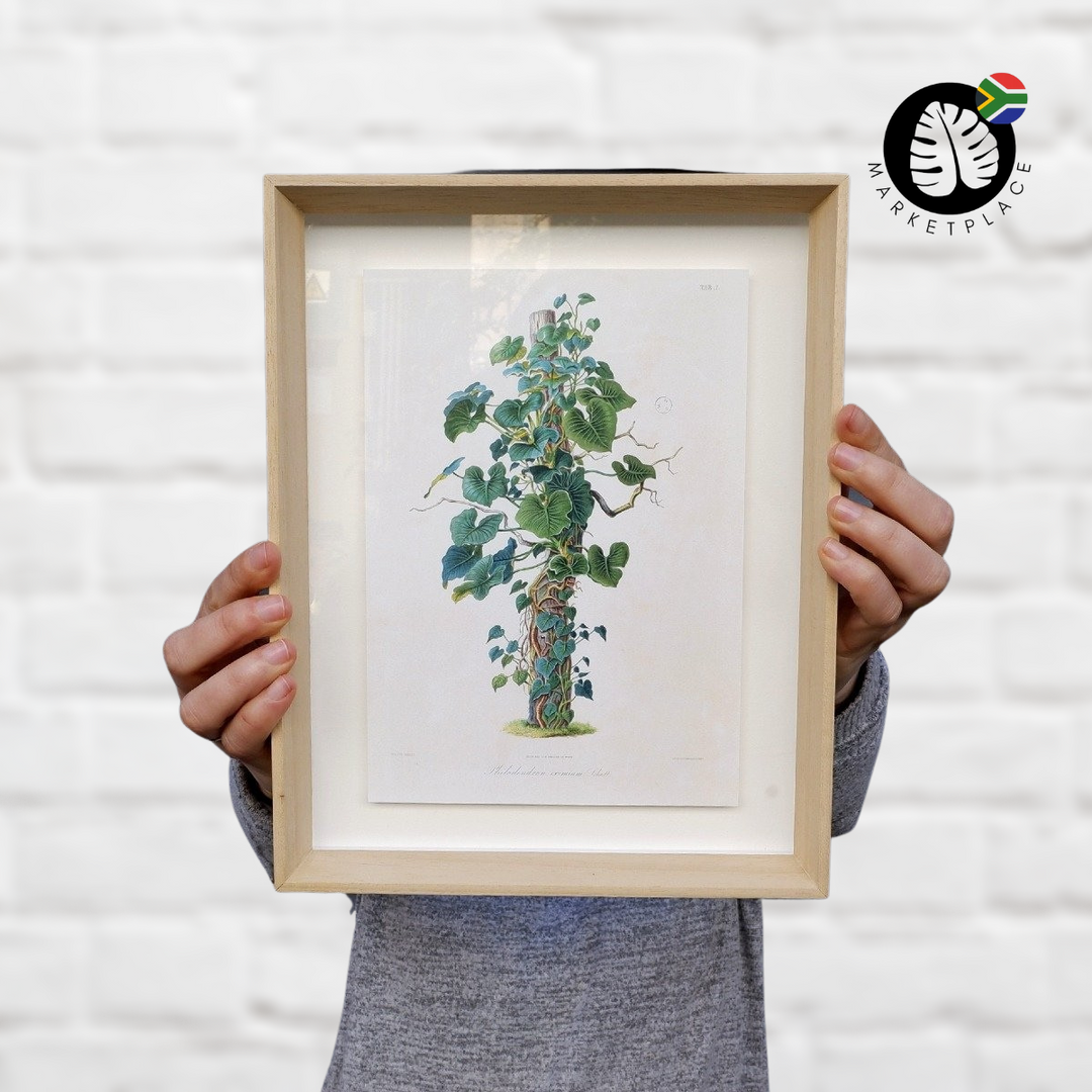 Framed Print - Philodendron Eximium Specimen - Shop Online!