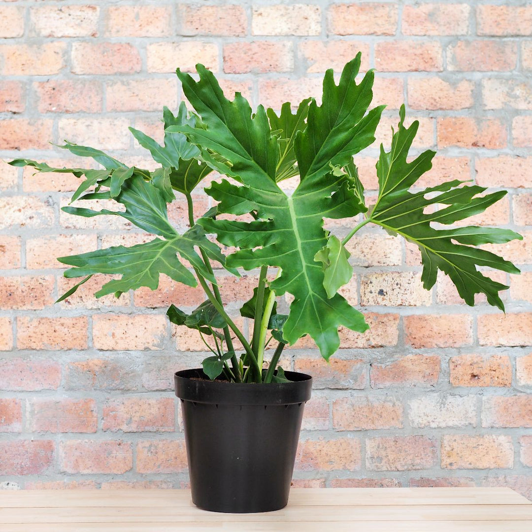 Split Leaf Philodendron - EXTRA LARGE - Shop Online!