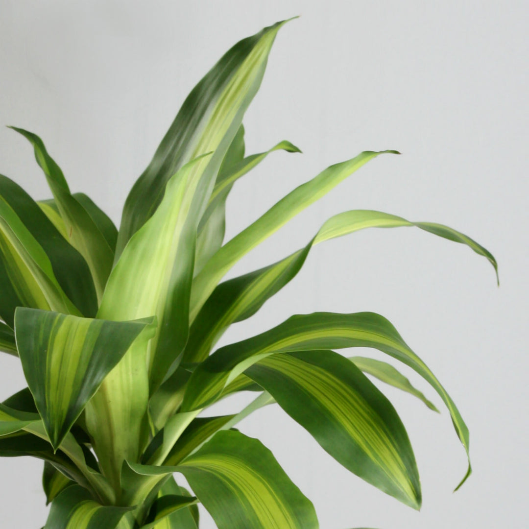 Dragon Tree - Corn Plant - Shop Online!