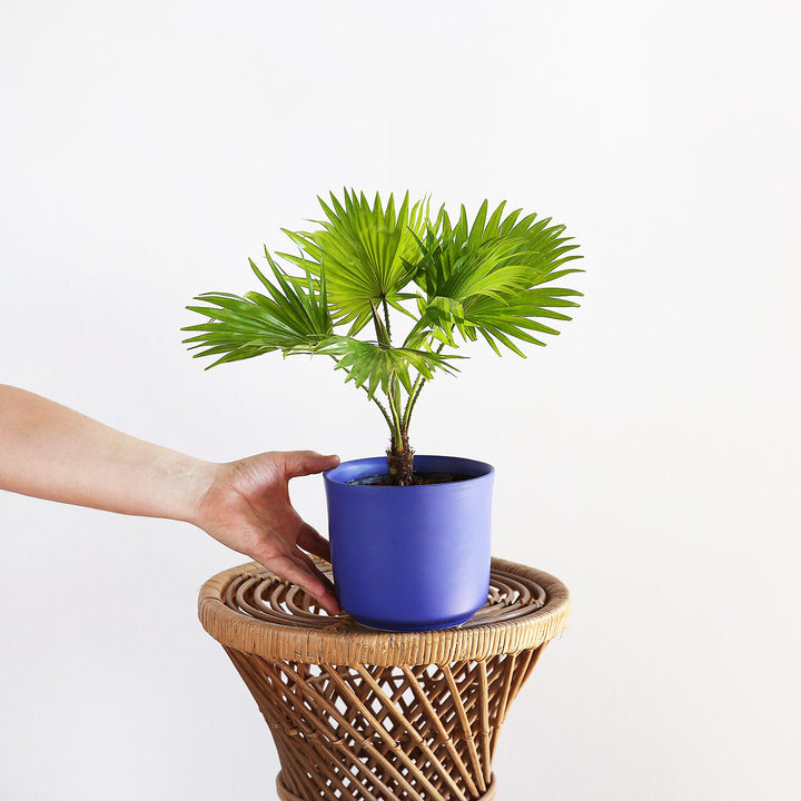 Footstool Palm - Shop Online!