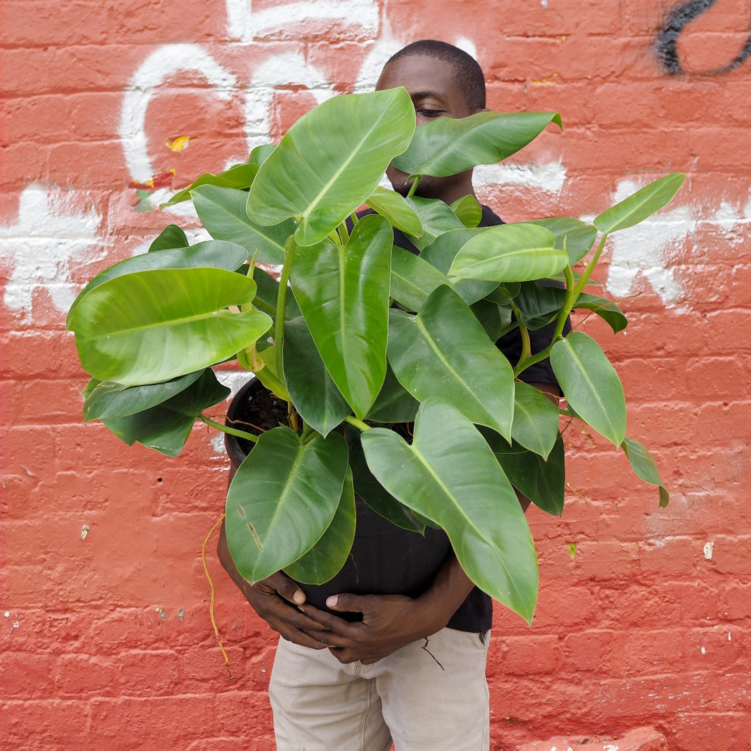 Philodendron - Emerald Green - EXTRA LARGE - Shop Online!