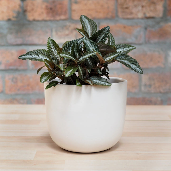 Silver Tree Plant - Shop Online!