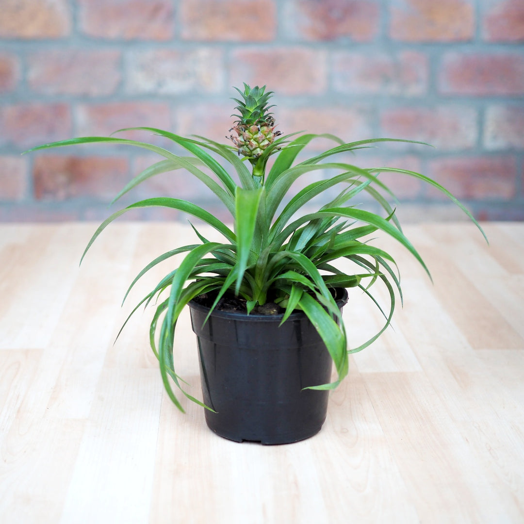 Pineapple Plant - Shop Online!
