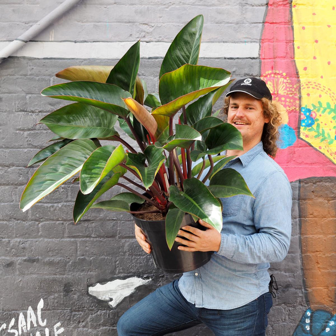 Philodendron - Congo Rojo - Large - Shop Online!